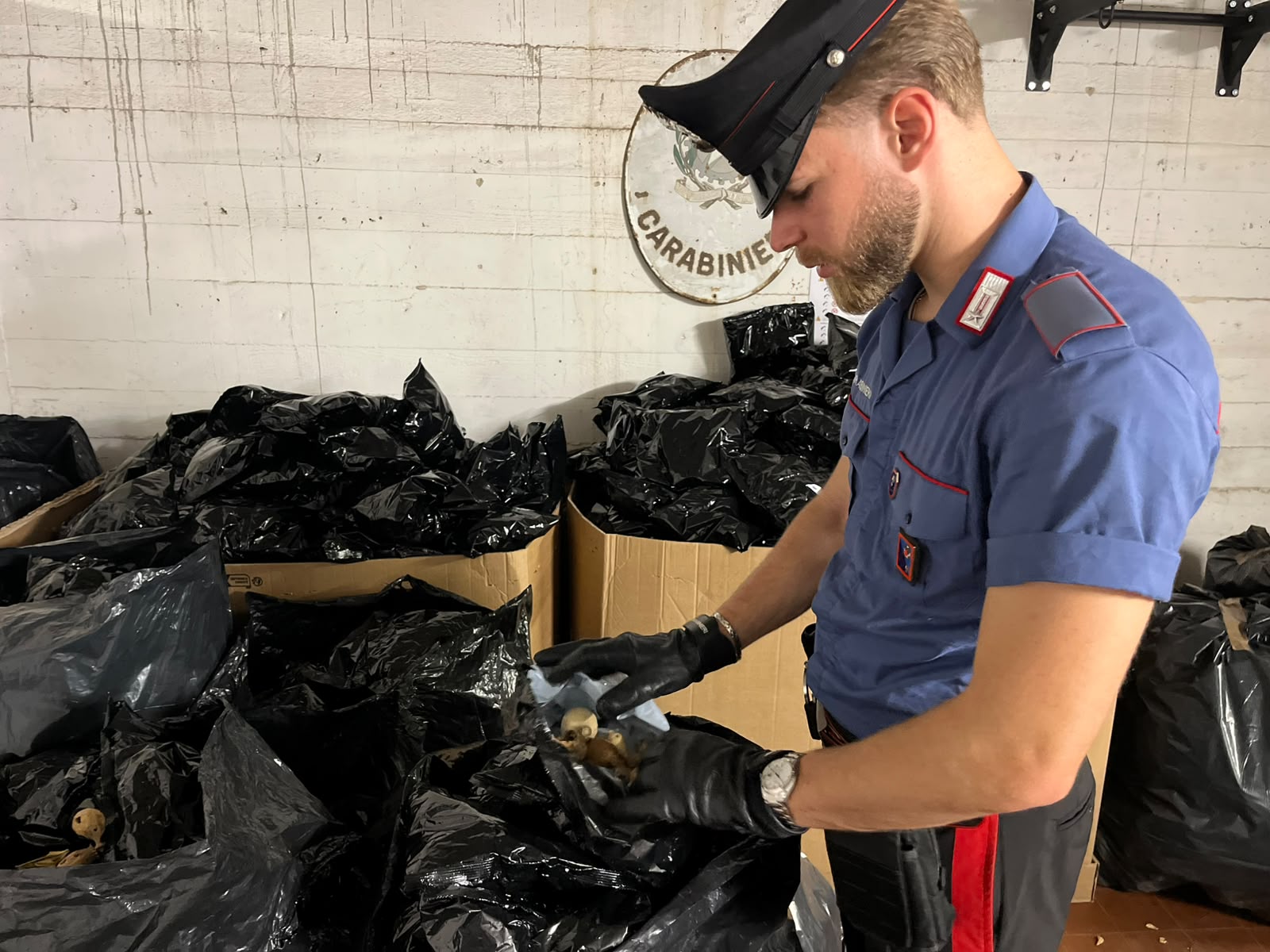 ANZIO_-_102_kg_di_oppio_sequestrati_dai_Carabinieri__2_
