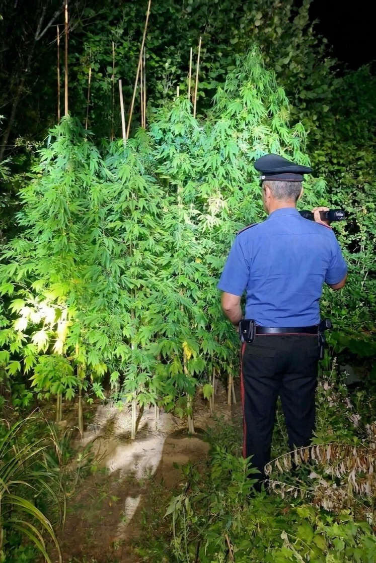 BRACCIANO_-_Le_piante_di_marijuana_rinvenute_dai_Carabinieri__1_