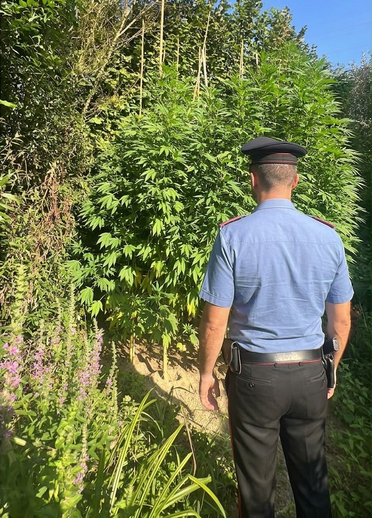 BRACCIANO_-_Le_piante_di_marijuana_rinvenute_dai_Carabinieri__2_